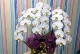 白い胡蝶蘭の花言葉は「純粋」